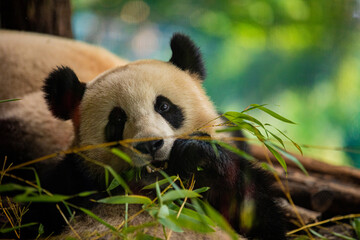 Side view of panda bear eating next to tree