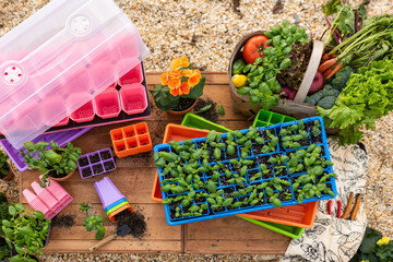 home gardening seeds and seedlings on a wooden table