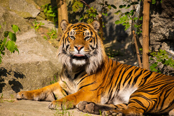 critically endangered Sumatran tiger