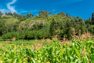 The Usambara Mountains in Lushoto Tanzania