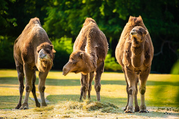 several camels graze and eat hay on a free range