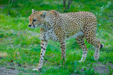 beautiful adult cheetah walks around its territory
