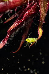very close big macro portrait of aphids