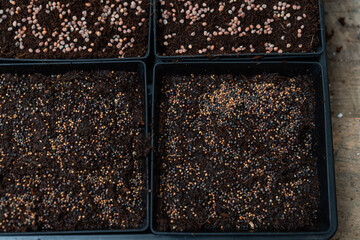 Close-up of seeds for microgreens and seed starting.