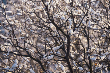 A delightful landscape of snow on the branches of a tree