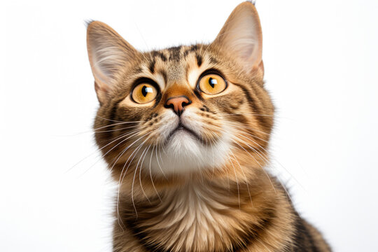 Close-up image of cat looking up. Can be used to depict curiosity or interest