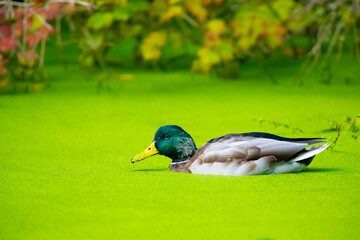 Mallard (Anas platyrhynchos) , male wild duck in water