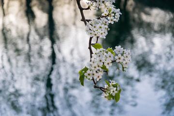 Fleurs blanches et reflets dans l'eau