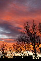 Naklejka premium A stunning pink, orange and violet clouds at sunrise sky behind trees, sunset city background