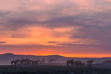 Wild Horses in the Utah Desert at Sunset