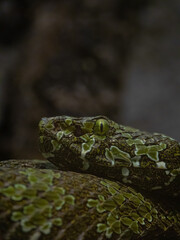 Pit viper