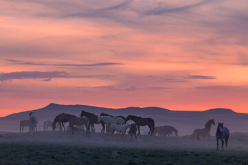 Fototapeta na wymiar Wild Horses in the Utah Desert at Sunset