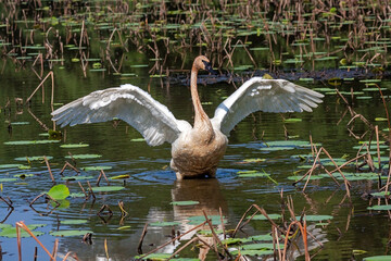 A Trumpter Swan Raises Its Wings