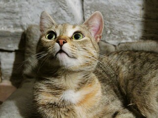 Gray cat lies on a pillow at home