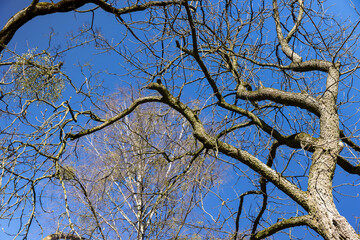 the tops of various deciduous trees in the spring season