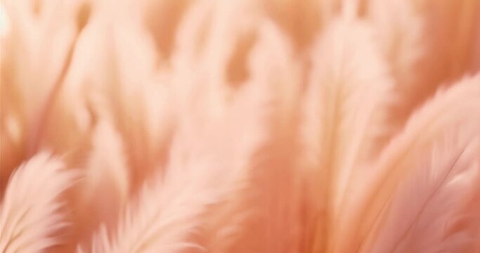pampas grass background with color of the year 2024 peach fuzz	
