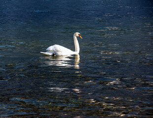 A white mute swan swims on the Austrian lake Traunsee in January.