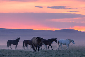 Obraz premium Wild Horses in the Utah Desert at Sunset