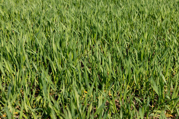 a new wheat crop in the spring season, new sprouts