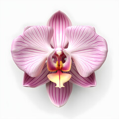 An orchid flower in blossom, 3D top view realistic style, isolated against the white background