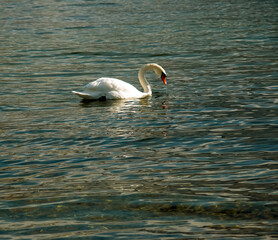 A white mute swan swims on the Austrian lake Traunsee in January.