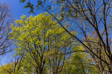 green young foliage of spring maples