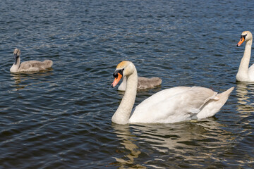 white swans swimming in the lake in summer