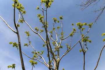 Fototapeta premium a flowering walnut tree in the spring season, a spring park
