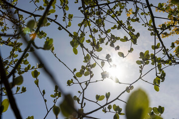 rowan tree with the first foliage in the spring park