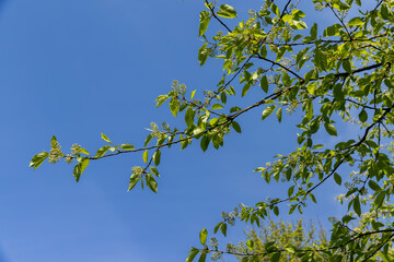 a flowering cherry tree in the spring season, a spring park