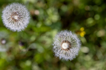 white flowers of dandelion balls in a spring field