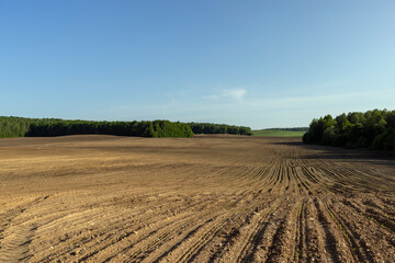 a growing monoculture of sweet corn in sunny weather