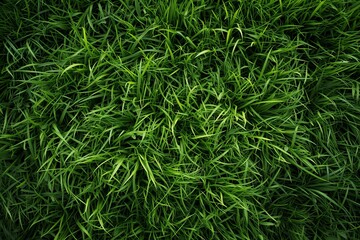 Grass For Background, Top View