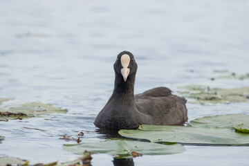 Eurasian coot (Fulica atra) swims towards the camera lens. Close-up portrait of a common coot on a sunny summer evening.
