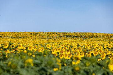 high-yielding field with yellow sunflower flowers, pollination