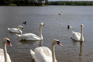 a large number of white swans on the lake in summer