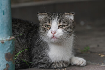 Adorable gray kitten lies and looks at the camera