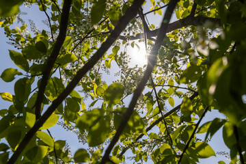 a flowering cherry tree in the spring season, a spring park