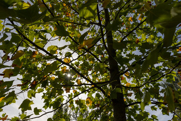 The yellowing foliage of the tulip tree in the autumn season