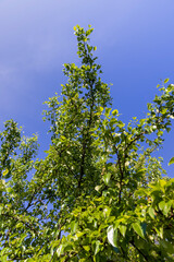 green foliage of a pear in close-up against a blue sky