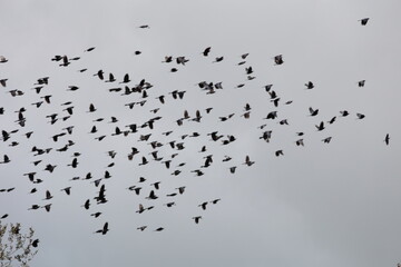 flock of birds