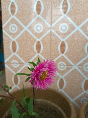 Green leaves with pink flowers on top of the soil