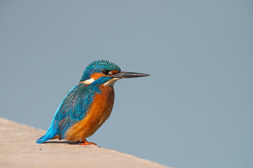 Common kingfisher fishing by the river.