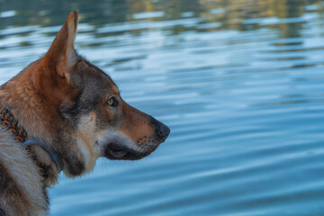 Wilczak Czechosłowacki, Czechoslovakian Wolfdog