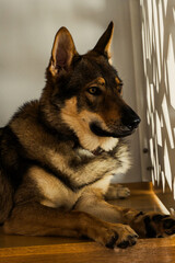 Wilczak Czechosłowacki, Czechoslovakian Wolfdog © Lukasz