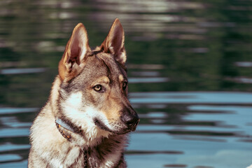 Wilczak Czechosłowacki, Czechoslovakian Wolfdog © Lukasz