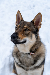 Wilczak Czechosłowacki, Czechoslovakian Wolfdog, zim