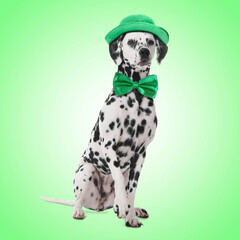St. Patrick's day celebration. Cute Dalmatian dog with leprechaun hat and bow tie on green background