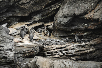 Fototapeta na wymiar Penguins gathered on dark rocks, a symphony of Antarctic charm. Grouped elegance against a dramatic backdrop, nature's black and white masterpiece.