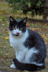 A beautiful cat looks carefully at the photographer. A domestic cat walks in an autumn park. Pets. Close-up.